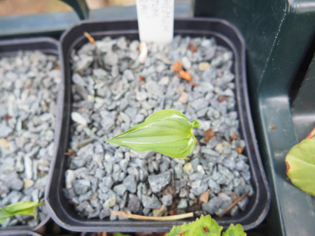Maianthemum dilatatum ´Shunrai´